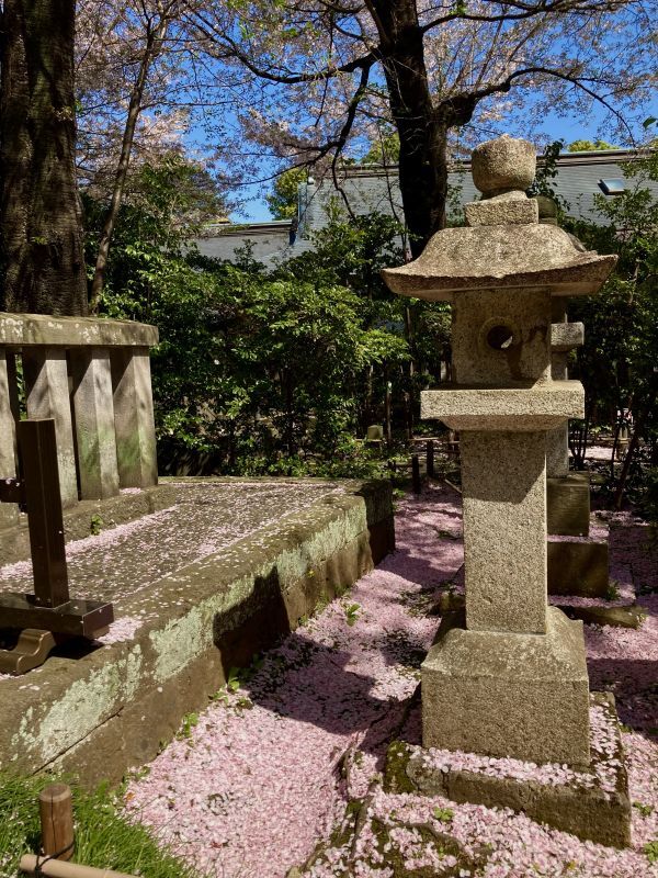 SAKURA 2024