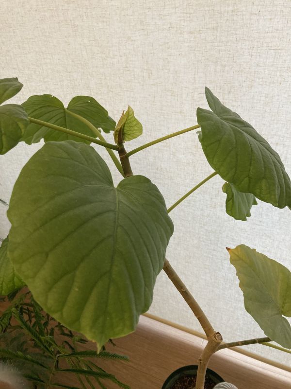 新芽