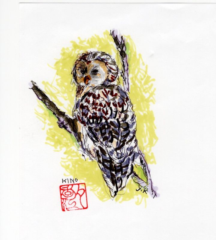 フクロウ🦉