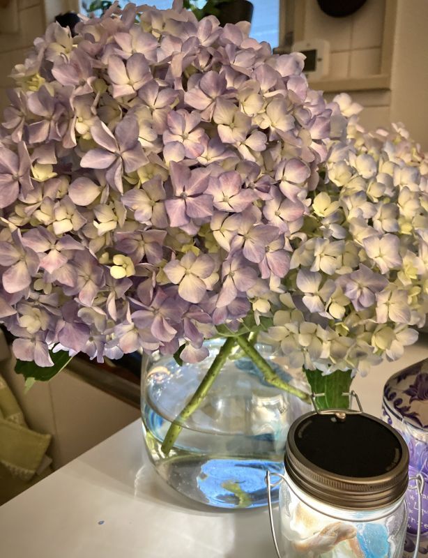紫陽花